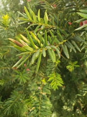 Taxus baccata
