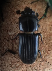 Odontotaenius