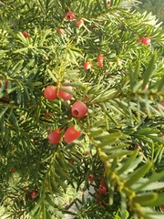 Taxus baccata