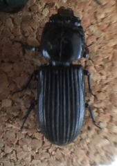 Odontotaenius
