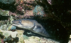 Conger marginatus