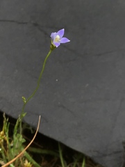 Wahlenbergia gracilenta