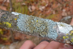 Phaeophyscia hirtella