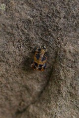 Coccinellini