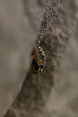 Coccinellini