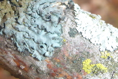 Phaeophyscia hirtella
