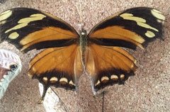 Consul fabius cecrops