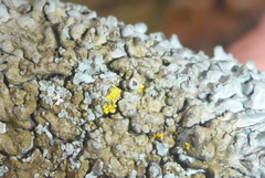 Phaeophyscia hirtella
