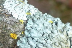 Phaeophyscia hirtella