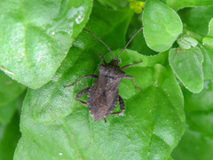 Camptischium