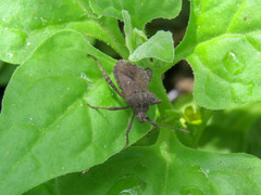 Camptischium