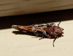 Aristotelia pudibundella