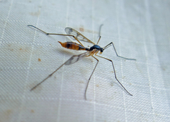 Ptychoptera quadrifasciata