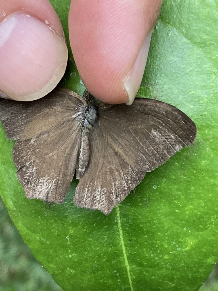 Cyllopsis hedemanni