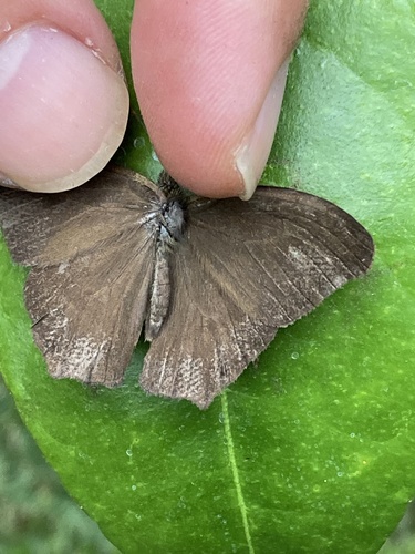 Cyllopsis hedemanni