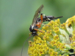 Itoplectis