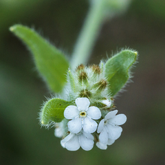 Plagiobothrys canescens