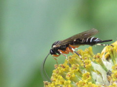 Itoplectis