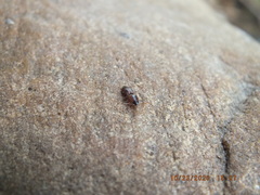 Aeolus mellillus
