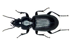 Pterostichus corvinus
