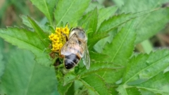 Apis mellifera