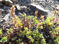 Penstemon davidsonii