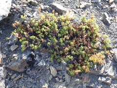 Penstemon davidsonii