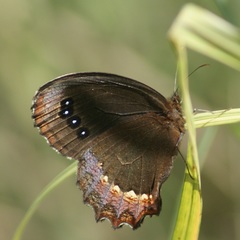 Gyrocheilus patrobas patrobas