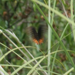 Gyrocheilus patrobas patrobas