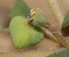 Euphorbia rayturneri