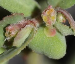 Euphorbia rayturneri
