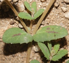 Euphorbia rayturneri