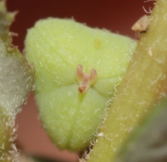 Euphorbia rayturneri