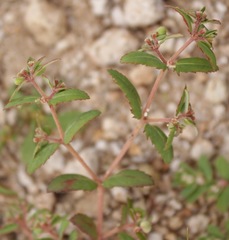 Euphorbia rayturneri