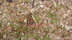 Euphorbia rayturneri