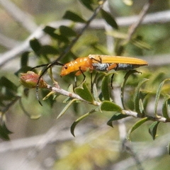 Stenoderus