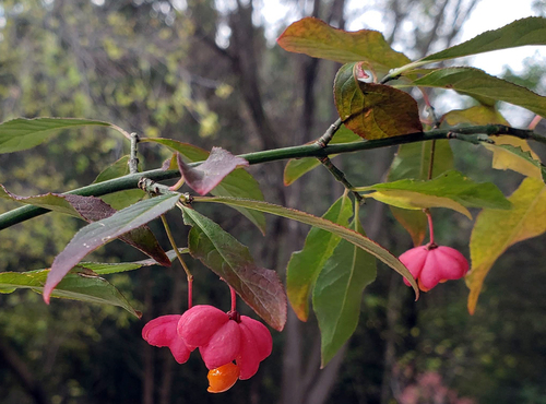 Euonymus europaeus