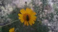 Acmaeodera rubronotata