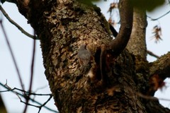 Sitta europaea