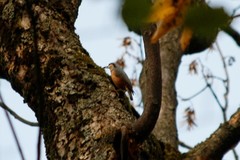 Sitta europaea