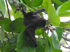 Artibeus jamaicensis