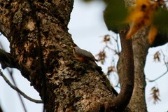 Sitta europaea