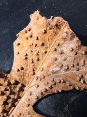 Neuroterus saltarius