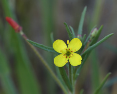 Camissonia sierrae
