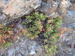 Penstemon davidsonii davidsonii