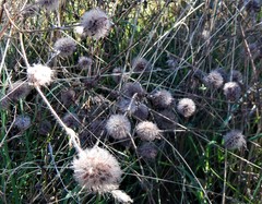 Trifolium sylvaticum
