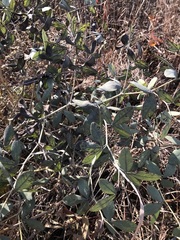 Sophoreae