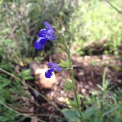 Salvia laevis