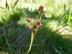 Luzula densiflora