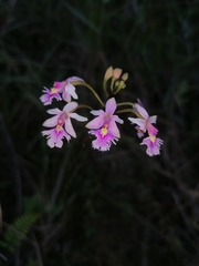 Epidendrum calanthum